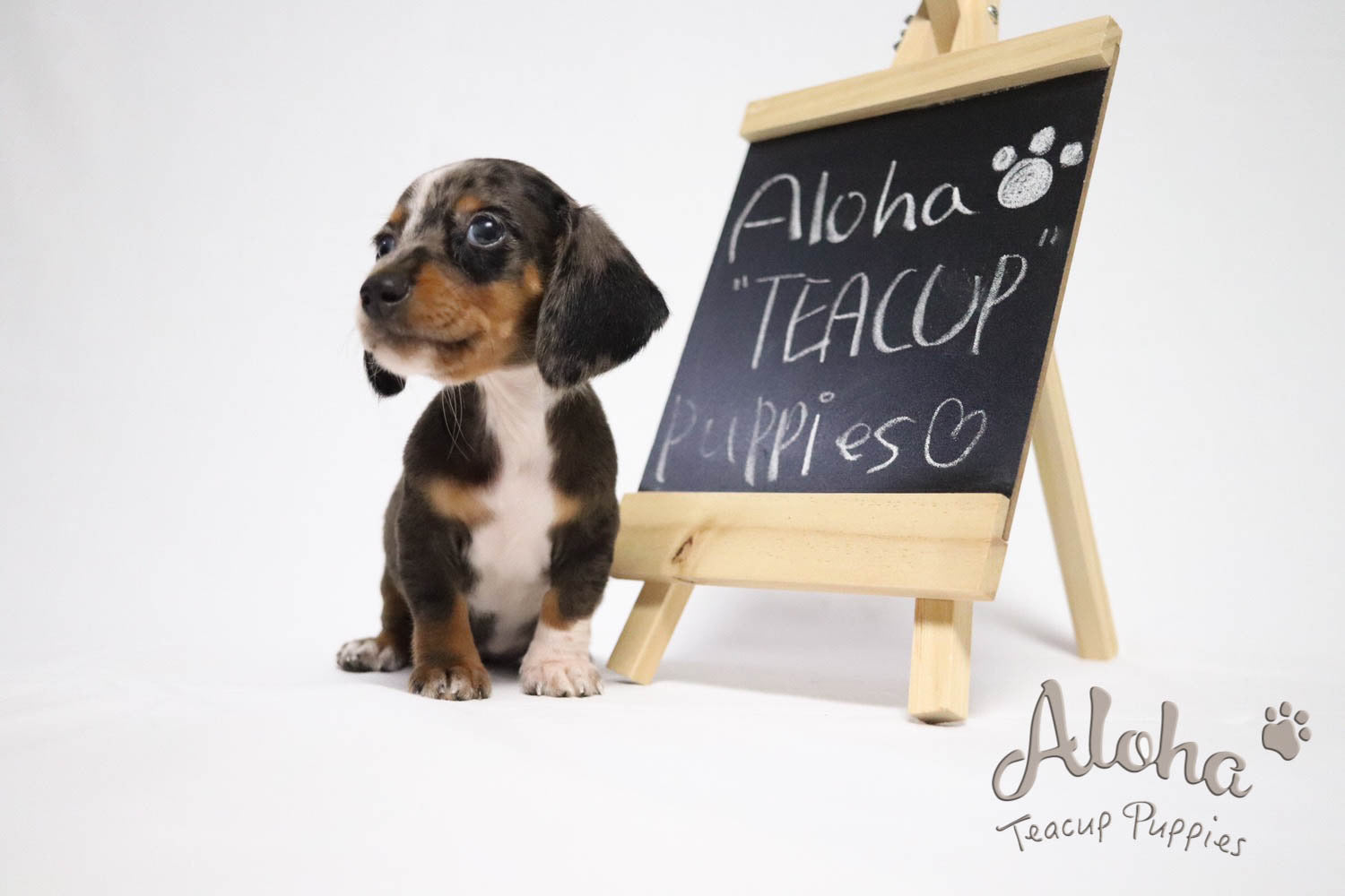 Dachshund With Short Legs, Long Body, And Blue Eyes.