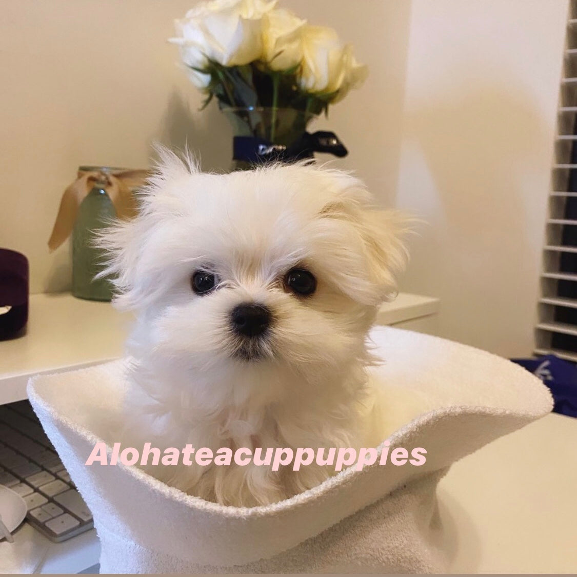 SAMMY, ALOHA TEACUP PUPPIES