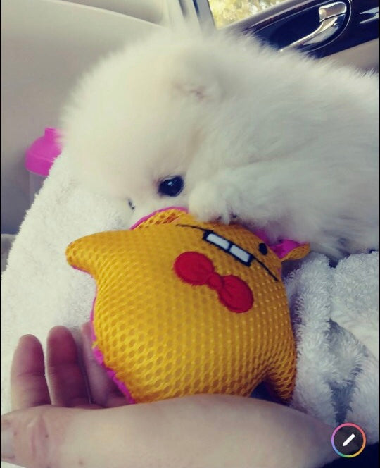 SNOW, ALOHA TEACUP PUPPIES