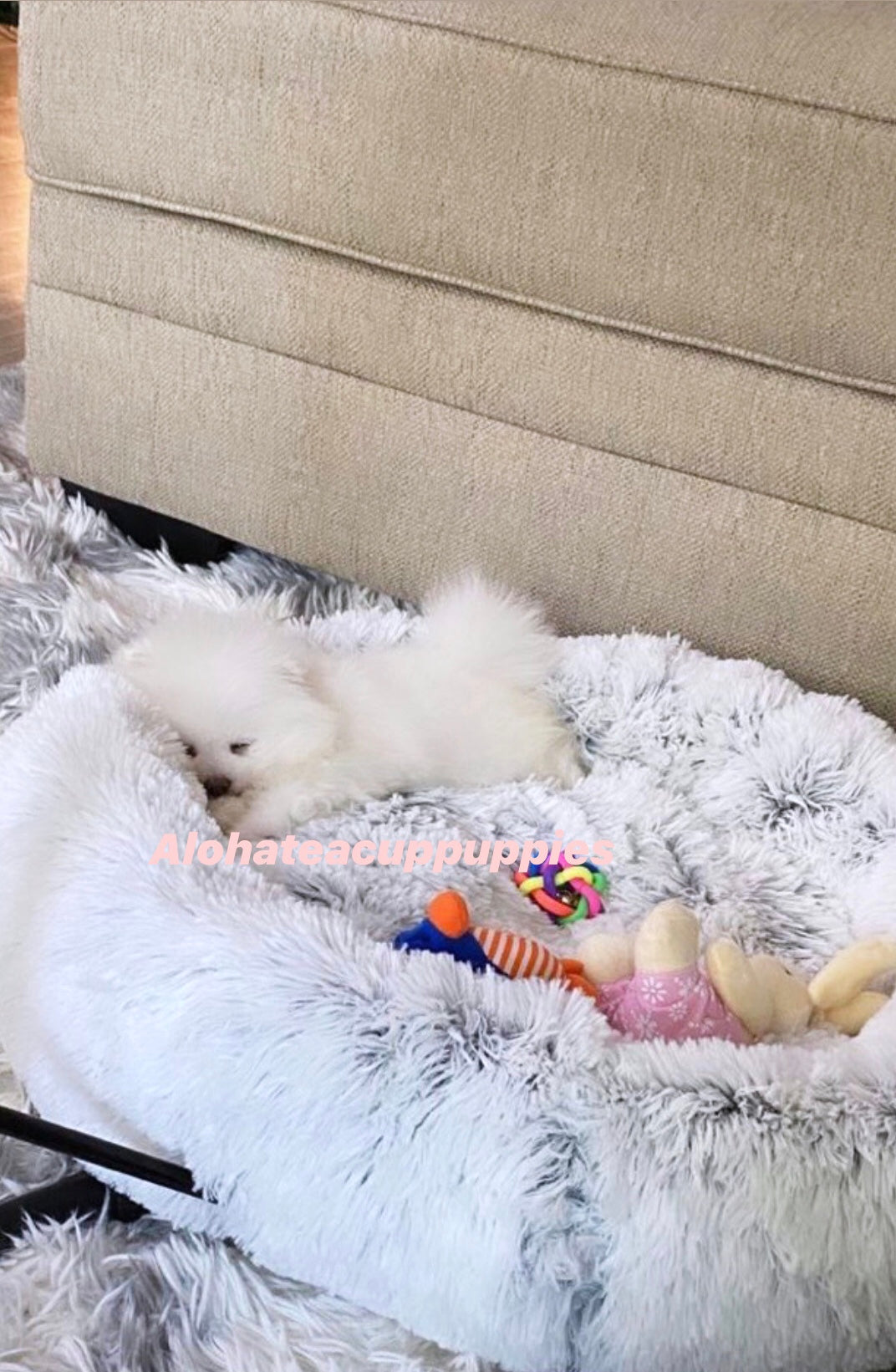 DIOR, ALOHA TEACUP PUPPIES