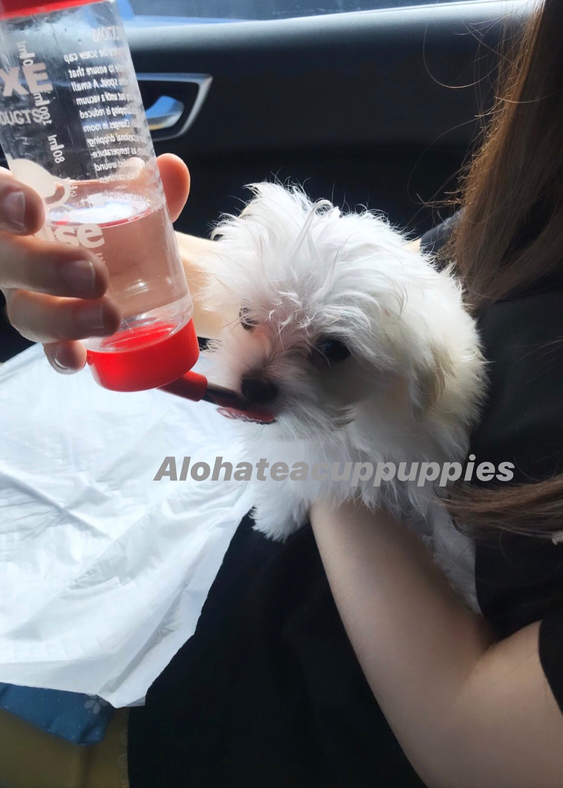 MOKO, ALOHA TEACUP PUPPIES