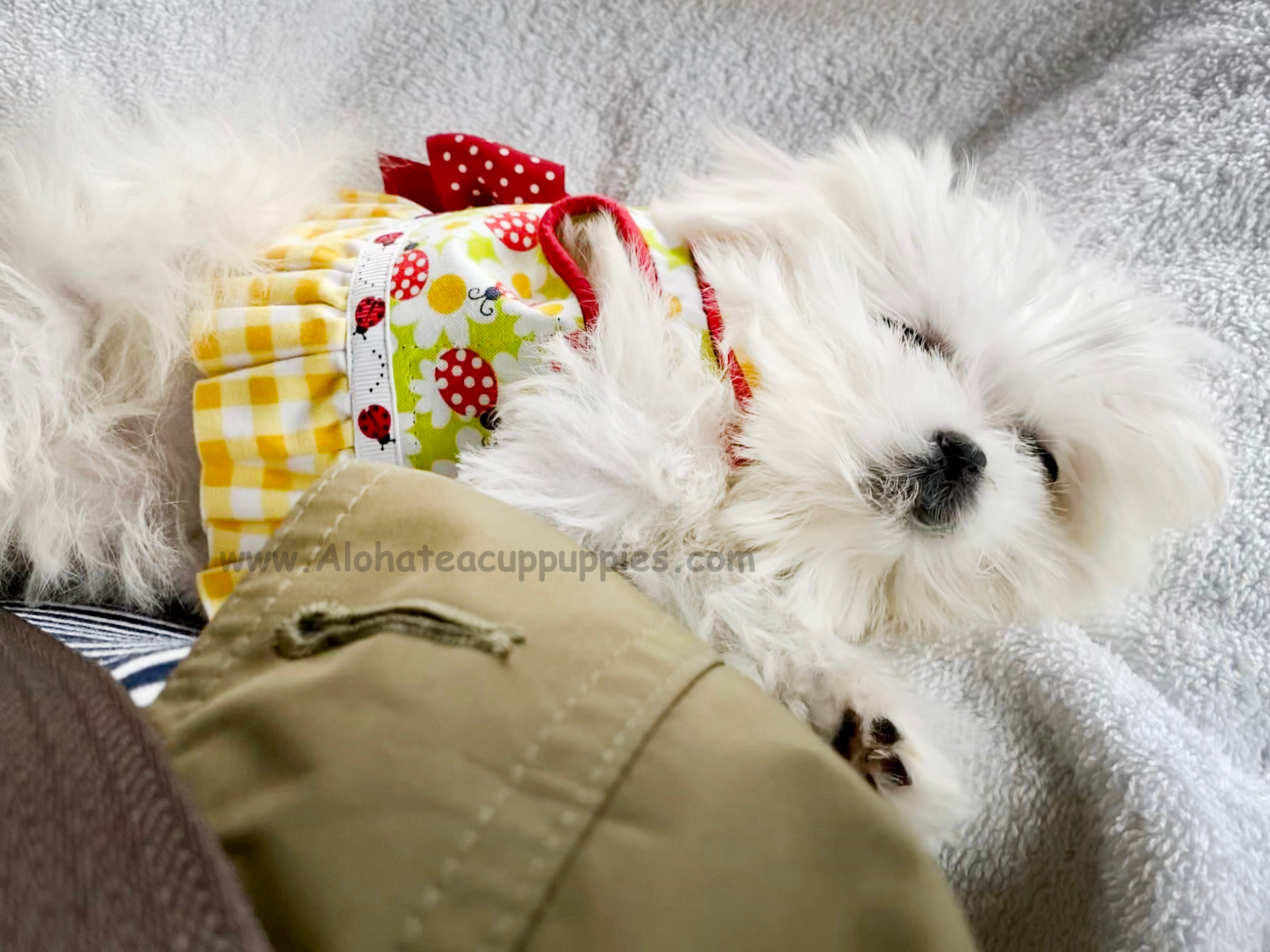 MOMO, ALOHA TEACUP PUPPIES