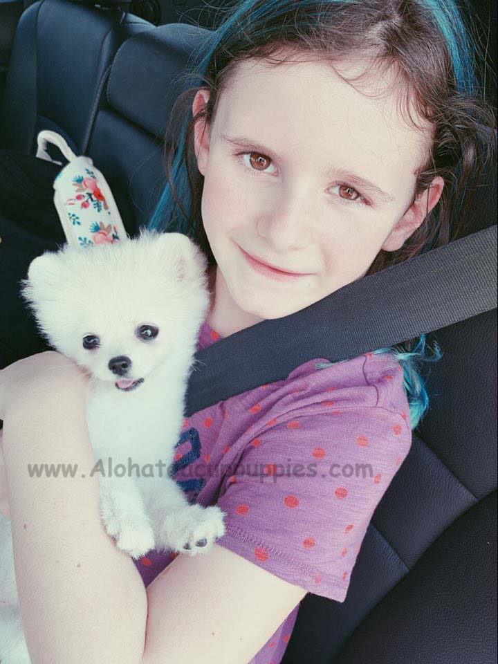 Marshmallow, Aloha teacup puppies