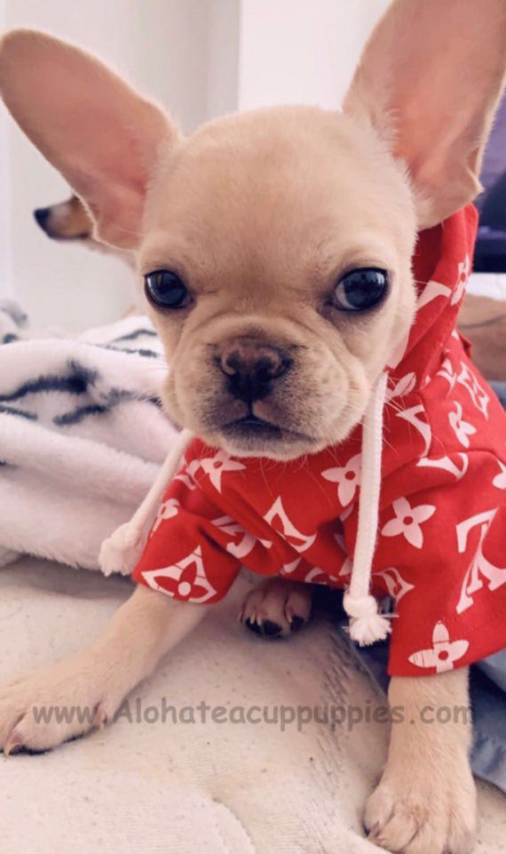 MOCHI, ALOHA TEACUP PUPPIES