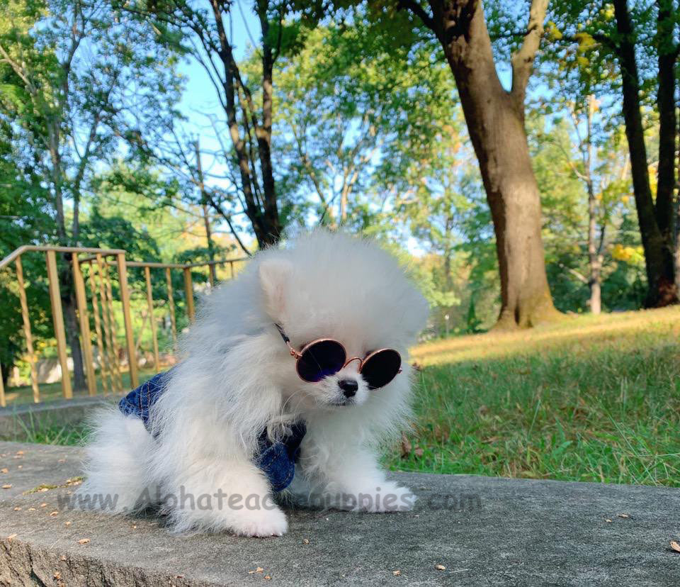 Sky, ALOHA TEACUP PUPPIES