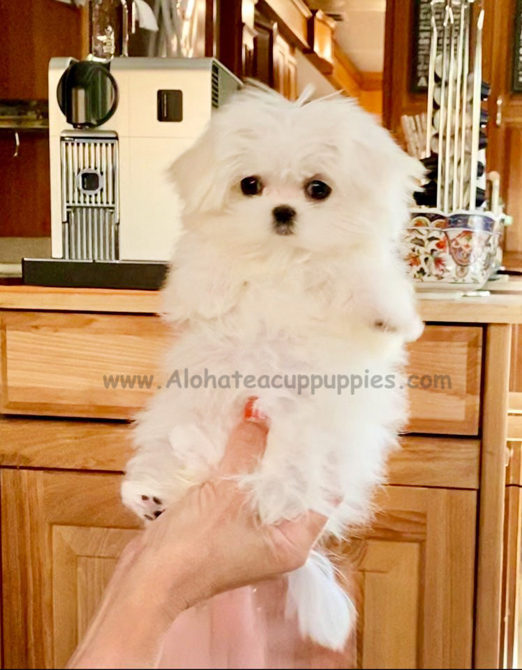 MOMO, ALOHA TEACUP PUPPIES