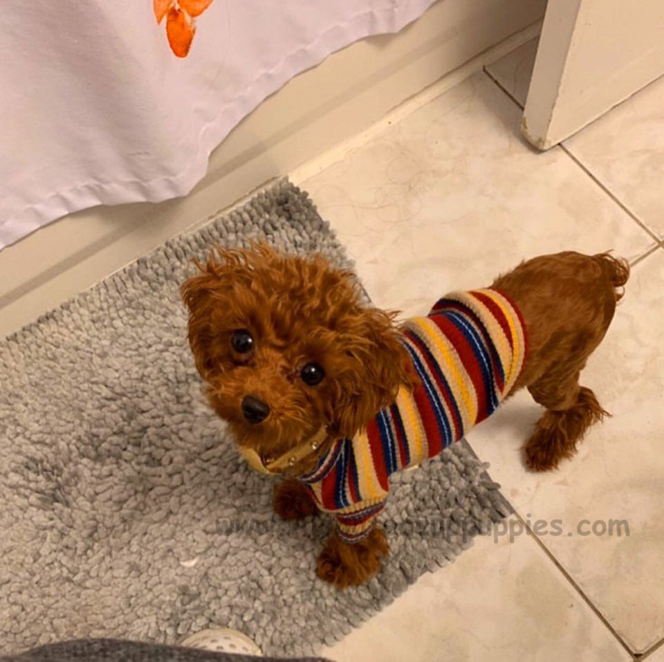 RUBY, ALOHA TEACUP PUPPIES