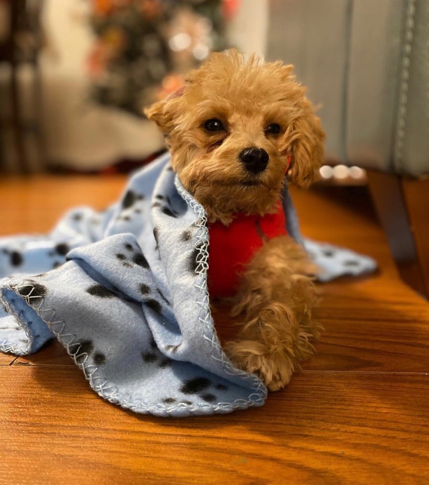 MOCHA, ALOHA TEACUP PUPPIES