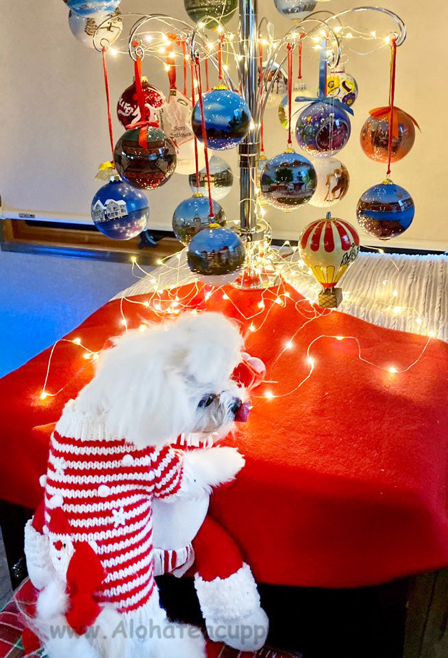 MOMO, ALOHA TEACUP PUPPIES