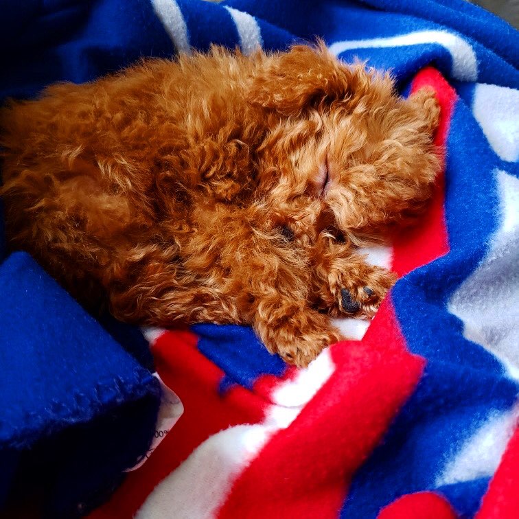 KIMCHI, ALOHA TEACUP PUPPIES
