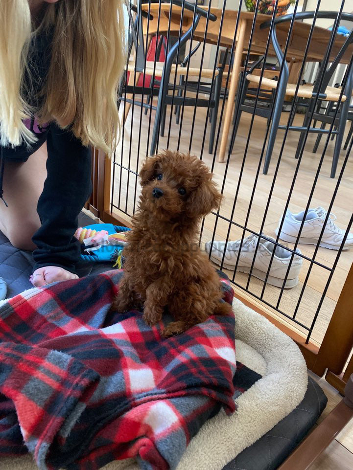 KIKO, ALOHA TEACUP PUPPIES