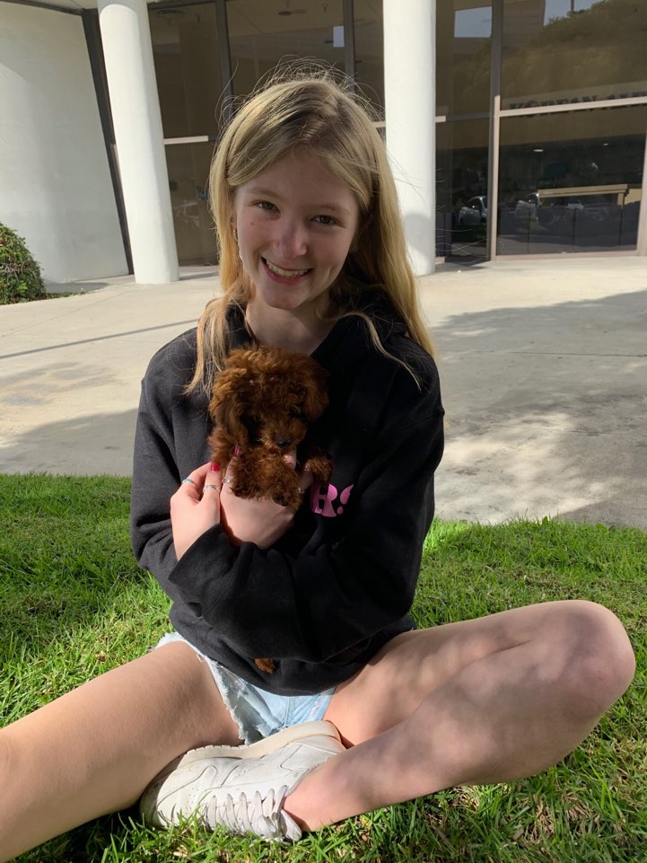 KIKO, ALOHA TEACUP PUPPIES