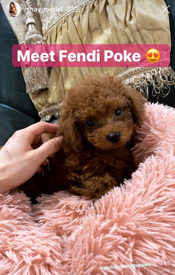 WAFFLE, ALOHA TEACUP PUPPIES