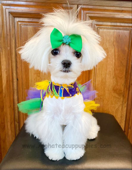 MOMO, ALOHA TEACUP PUPPIES