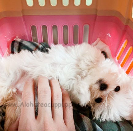 SOPHIE, ALOHA TEACUP PUPPIES
