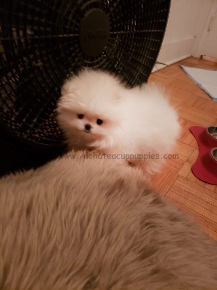 TOBY, ALOHA TEACUP PUPPIES