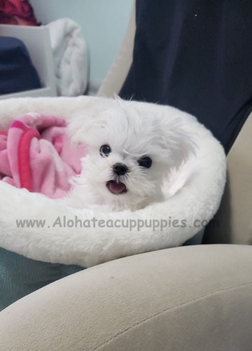 BUDDY, ALOHA TEACUP PUPPIES