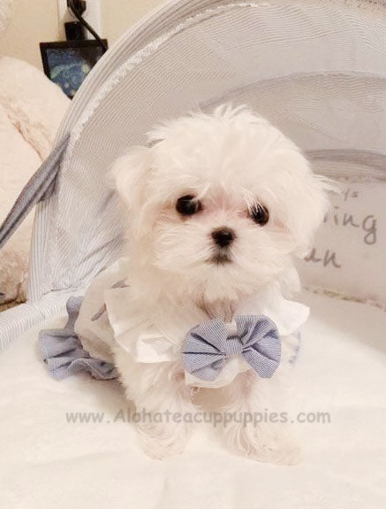 Sophie, ALOHA TEACUP PUPPIES