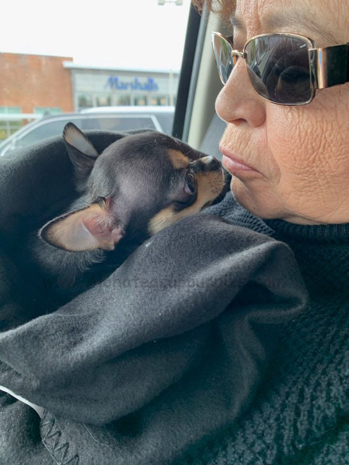 BOBO, ALOHA TEACUP PUPPIES