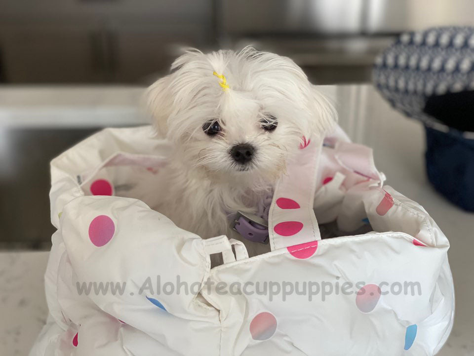 BEN, ALOHA TEACUP PUPPIES