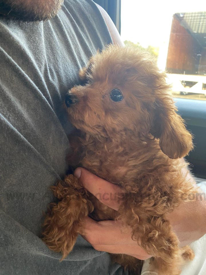 ABBY, ALOHA TEACUP PUPPIES