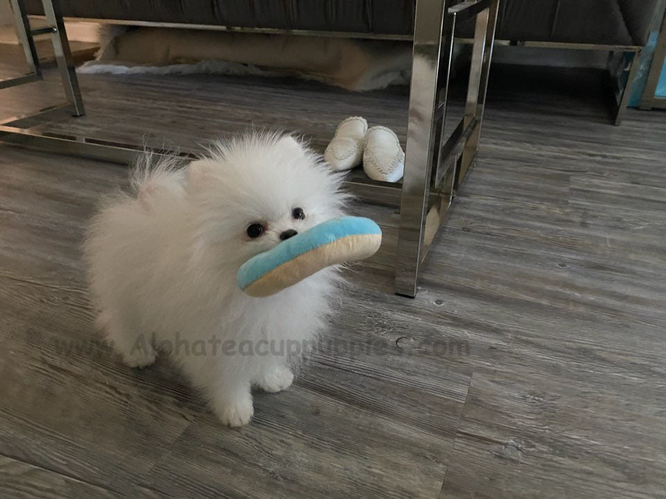 RUFUS, ALOHA TEACUP PUPPIES