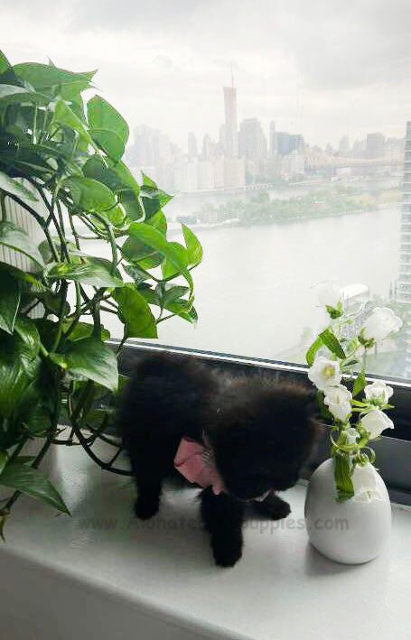 HOLLY, ALOHA TEACUP PUPPIES