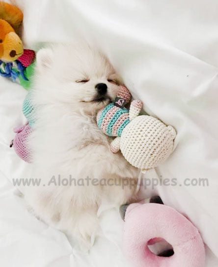 Marshmello, ALOHA TEACUP PUPPIES