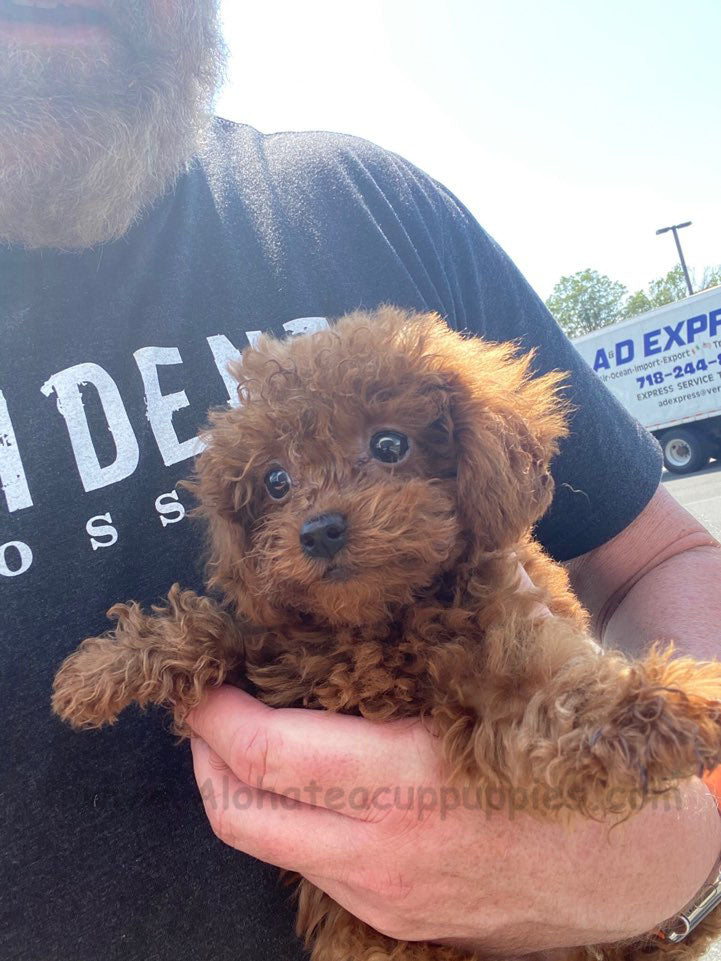 CORA, ALOHA TEACUP PUPPIES