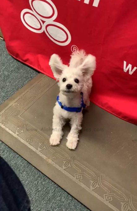BICHON FRISE, ALOHA TEACUP PUPPIES