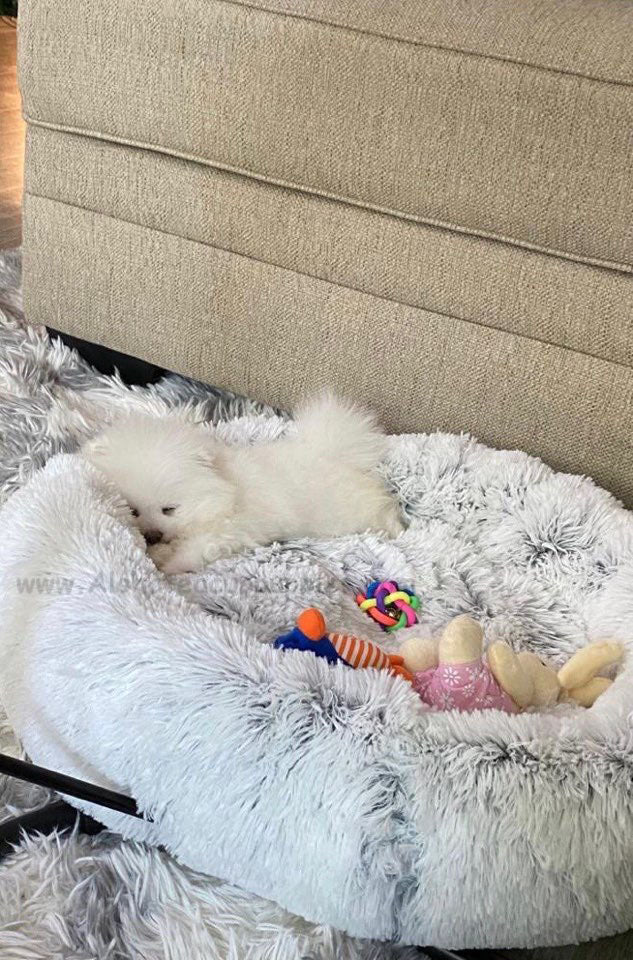 DIOR, ALOHA TEACUP PUPPIES