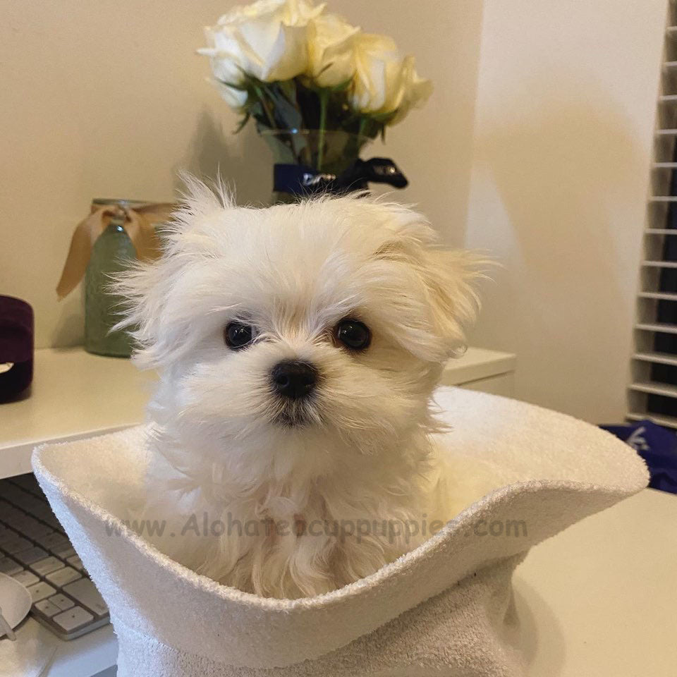 SAMMY, ALOHA TEACUP PUPPIES
