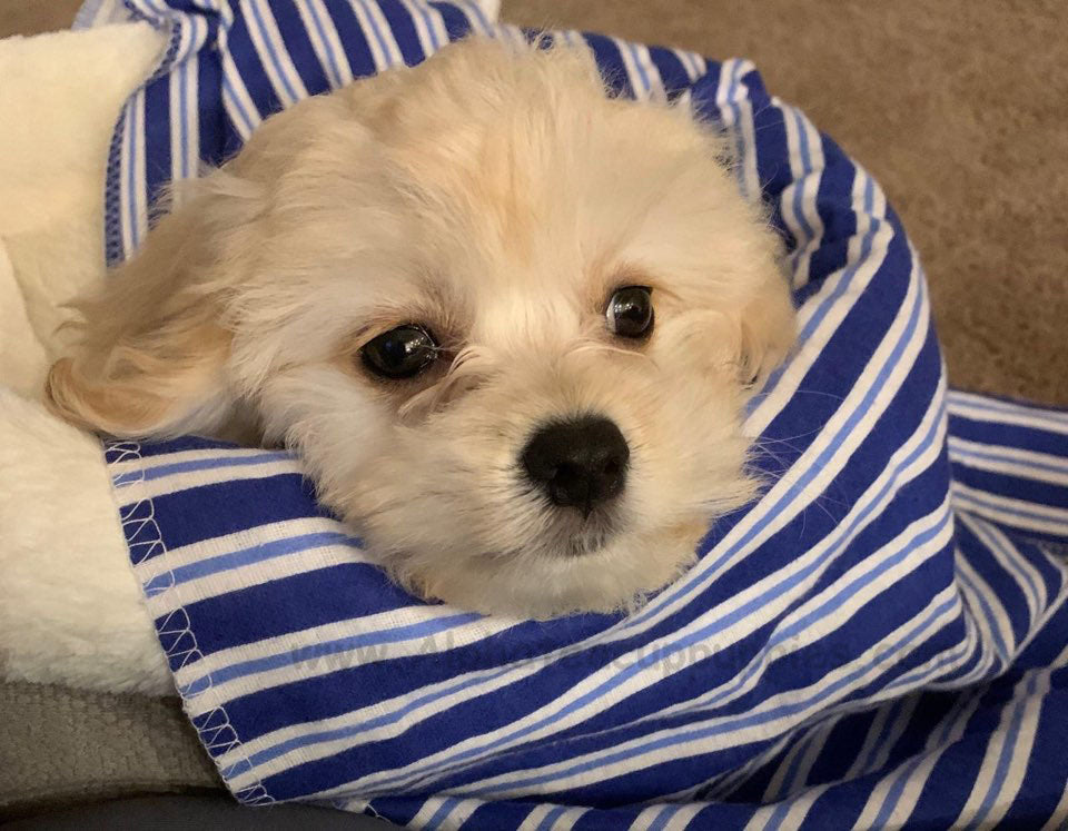 COOPER, ALOHA TEACUP PUPPIES