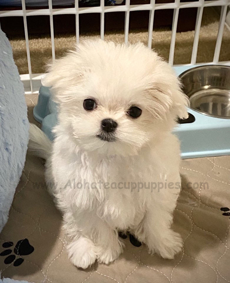 BAILY, ALOHA TEACUP PUPPIES