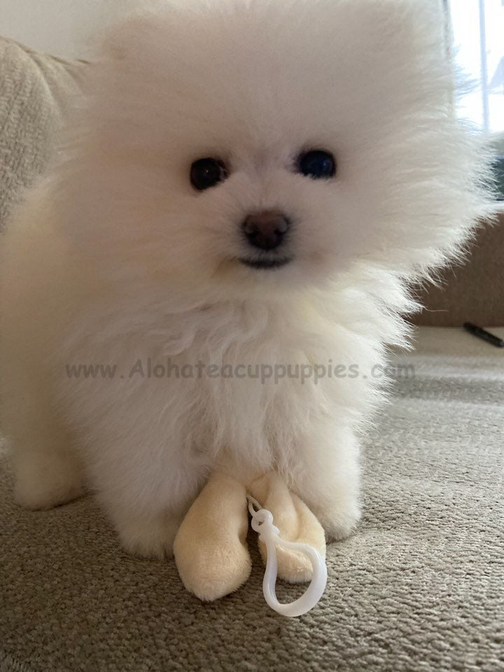 PEEWEE, ALOHA TEACUP PUPPIES