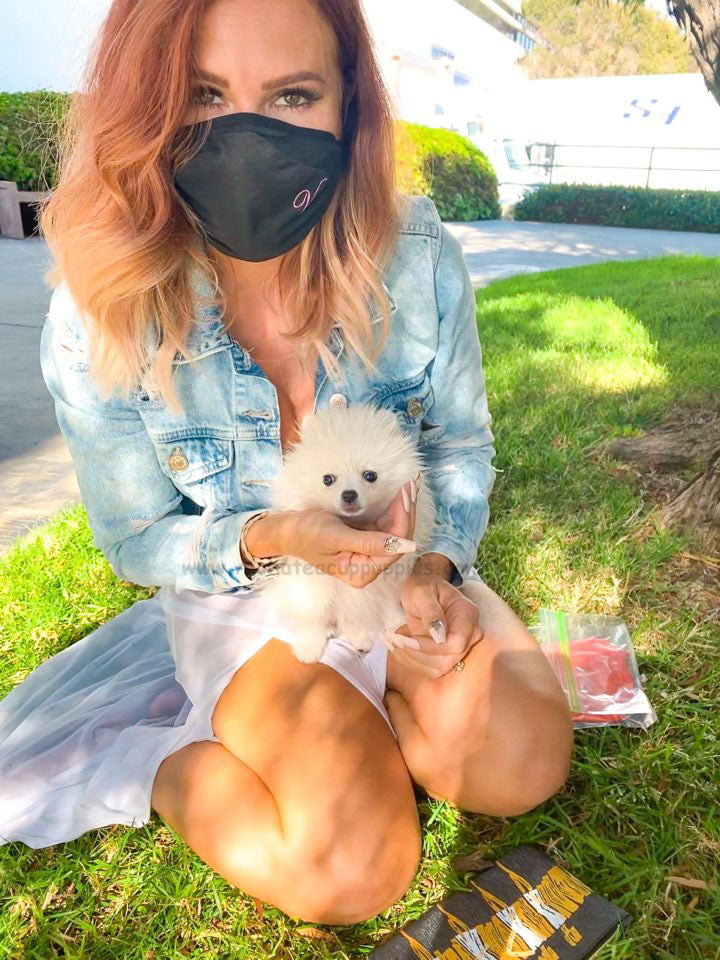 MINI, ALOHA TEACUP PUPPIES