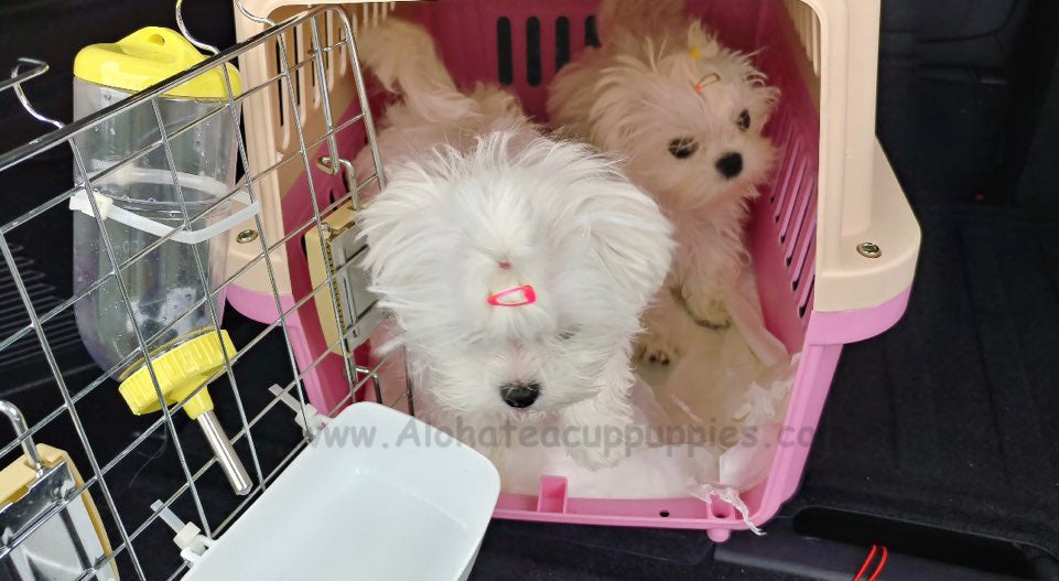 WOODY, ALOHA TEACUP PUPPIES