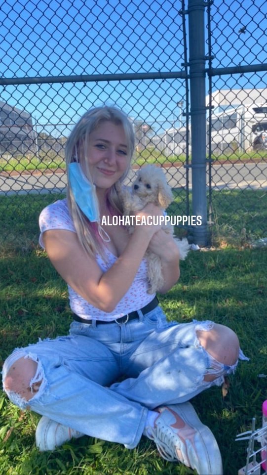 MAlTIPOO, ALOHA TEACUP PUPPIES
