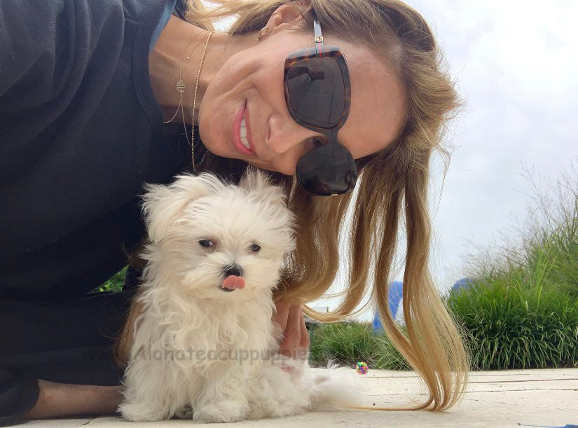 MALTESE, ALOHA TEACUP PUPPIES