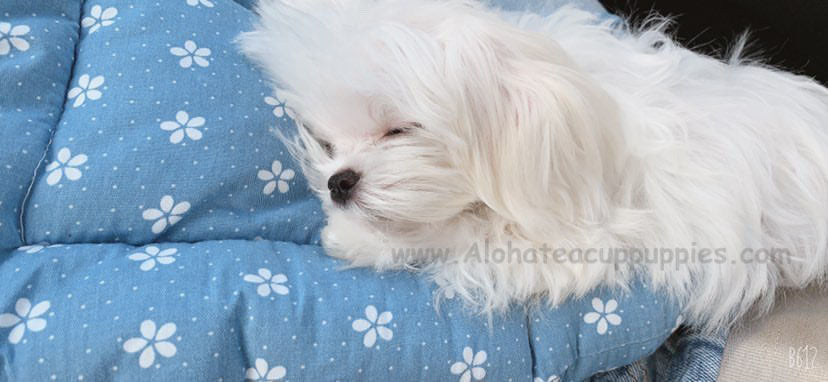 ODIN, ALOHA TEACUP PUPPIES