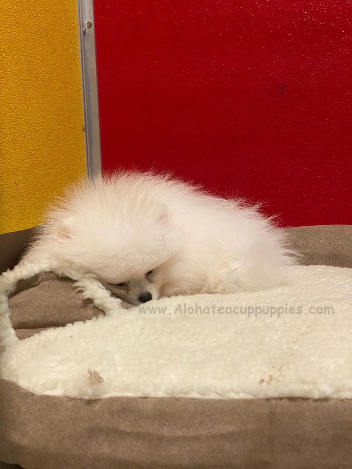 ELSA, ALOHA TEACUP PUPPIES