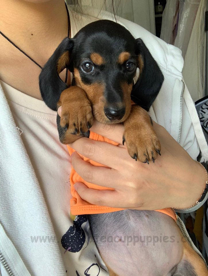YAM, ALOHA TEACUP PUPPIES