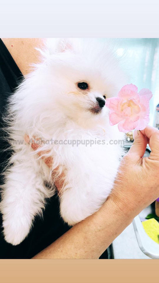 ELSA, ALOHA TEACUP PUPPIES