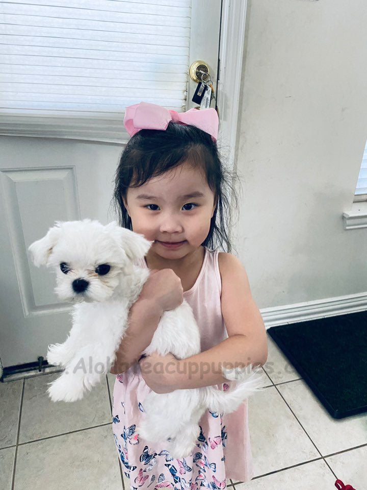 MALTESE, ALOHA TEACUP PUPPIES