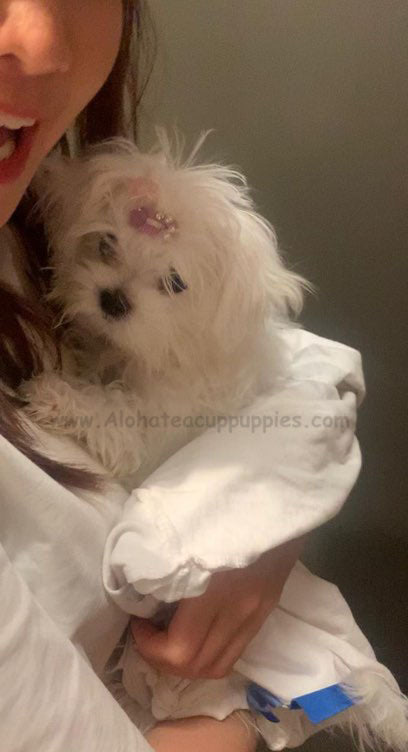 MALTESE, ALOHA TEACUP PUPPIES