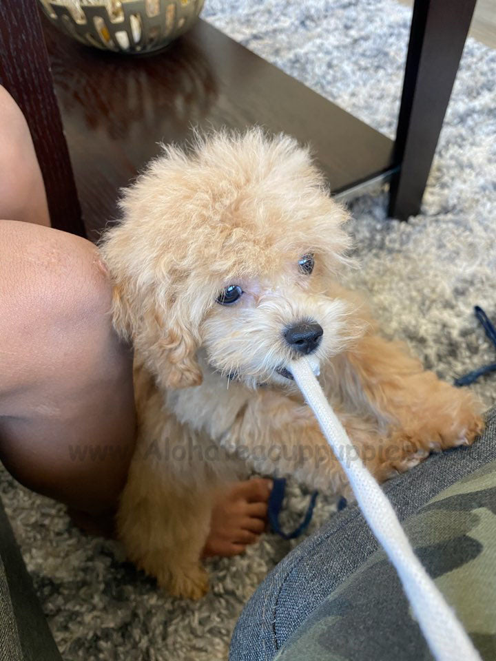 POODLE, ALOHA TEACUP PUPPIES
