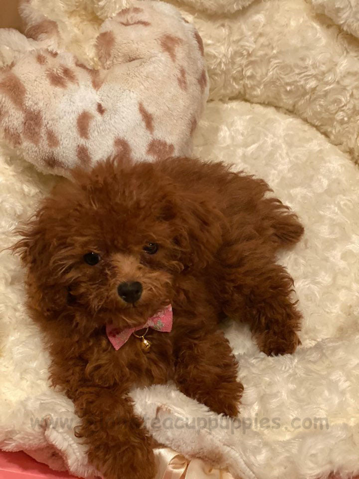 POODLE, ALOHA TEACUP PUPPIES
