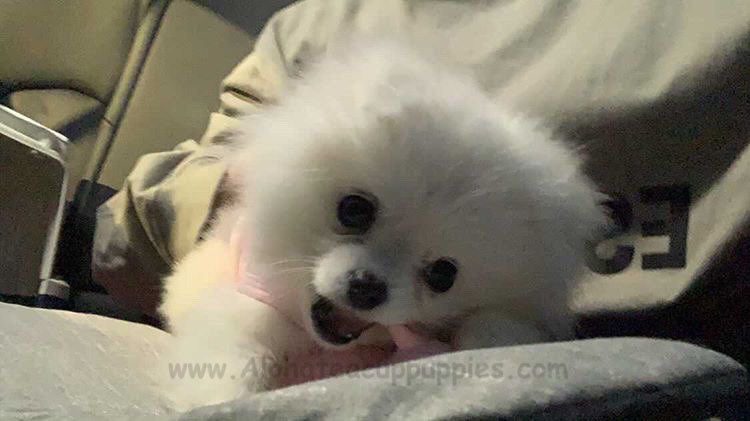 LENA, ALOHA TEACUP PUPPIES