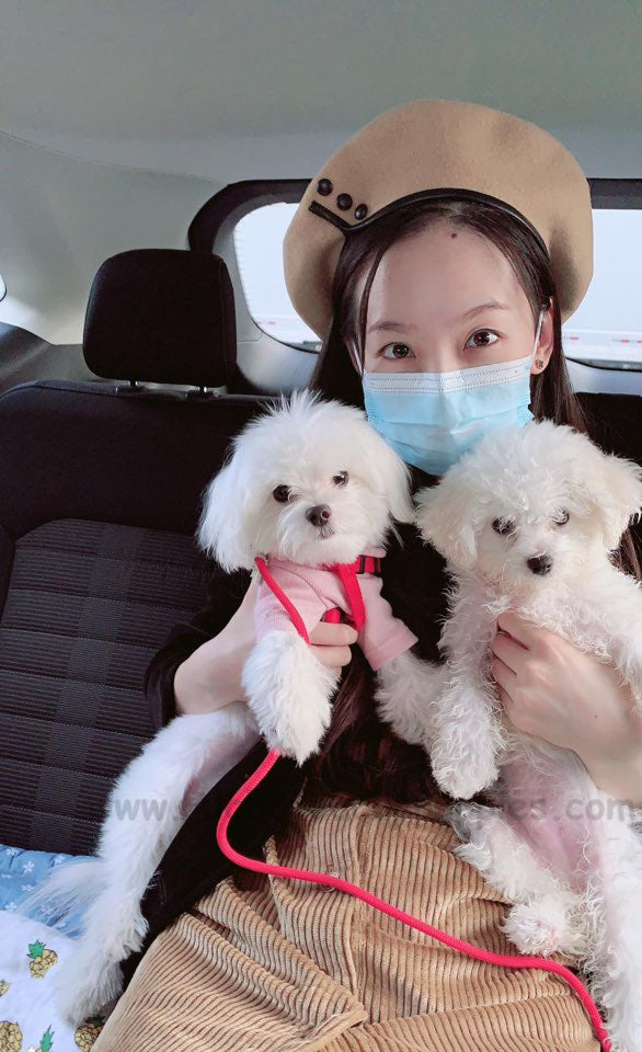BICHON, ALOHA TEACUP PUPPIES