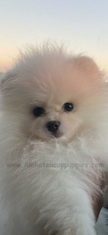 CABANA, ALOHA TEACUP PUPPIES